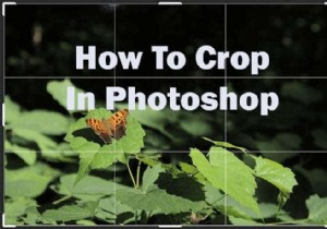 ফটোশপে কিভাবে ক্রপ করবেন 