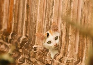 উইন্ডোজ 10 দেখছে:আপনার কি চিন্তিত হওয়া উচিত? 