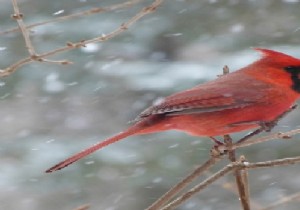 কিভাবে একটি ইমেজ লোড করবেন এবং কেরাস ব্যবহার করে ইমেজ দেখাবেন? 