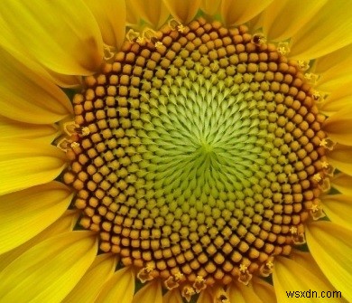 পাইথনে Phyllotaxis প্যাটার্ন? 