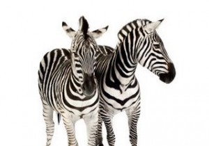 কিভাবে ডুপ্লিকেট ফাইল মুছবেন