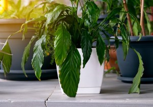 কীভাবে আপনার আইফোনে একটি ছবি তোলার মাধ্যমে গাছপালা সনাক্ত করবেন