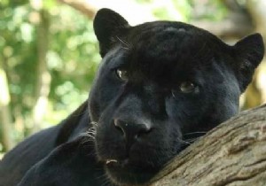 উইন্ডোজ পিসিতে কীভাবে একটি চিত্র মিরর করবেন