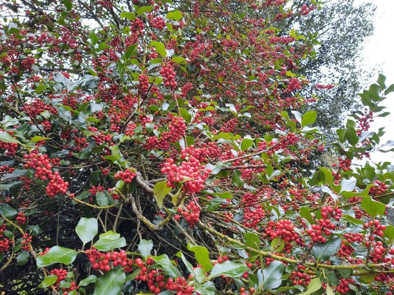 মটোরোলা ওয়ান জুম - দ্য লুমিয়া মৃত, দীর্ঘজীবী এক